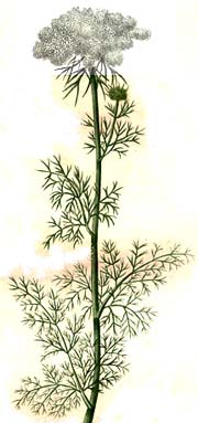 articleimages/وایه ( خلال دندان )/326.jpg